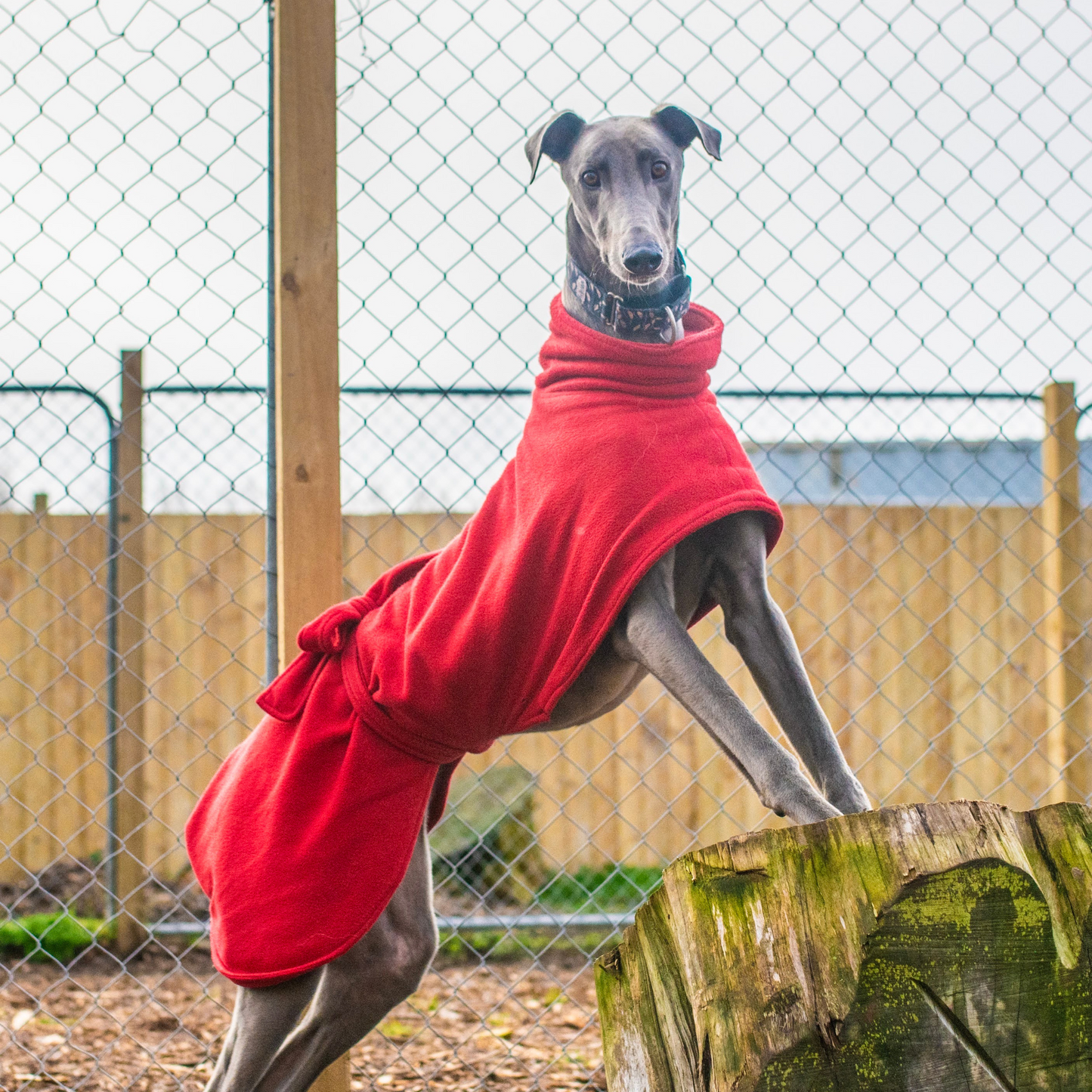 Buy a treat for a greyhound!