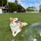 Scoop Dog Bubbles